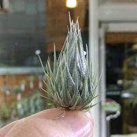 チランジア属,エアープランツ/チランジア,エアプランツ チランジア,チランジア【エアプランツ】,ティランジア属の画像