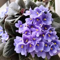 セントポーリアの画像