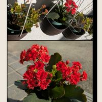 カランコエ,レースラベンダー,山茶花(さざんか）,今日のお花,金曜日の蕾たちの画像