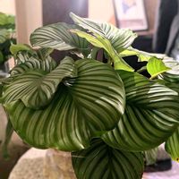 カラテア,カラテア・オルビフォリア,カルテア オルビフォリア,クリスマス,観葉植物の画像