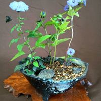 出窓,山野草,青紫の花,鉢植え。,スマホ撮りの画像