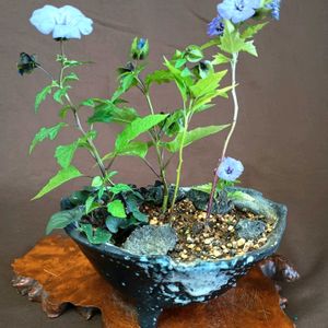 出窓,山野草,青紫の花,鉢植え。,スマホ撮りの画像