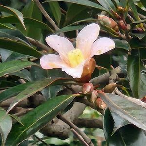 タイサンボクの画像