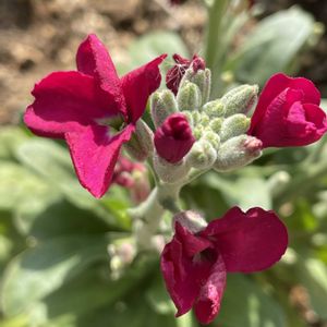 ジンチョウゲ,ストック,沈丁花,一重ストック,覆輪沈丁花 前島の画像