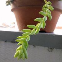 玉つづり,多肉植物,セダム属,ニョロン(26日)の日,冬ですよね～の画像