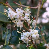 ヒイラギ,雑草,山野草,野草,花木の画像