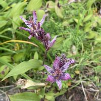 ホトトギス,地植え,開花,紫の花,犬とお散歩の画像