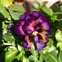 ウインターコスモス,ボリジ,マリーゴールド,パンジー,松ぼっくりの画像