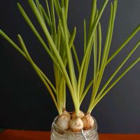 ムスカリ,月美人,多肉植物,紅葉する多肉,水耕栽培の画像