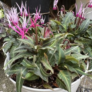 シクラメン,ガーデンシクラメン,ガーデンシクラメン,シクラメン フェアリーピコ,シクラメン フェアリーピコの画像