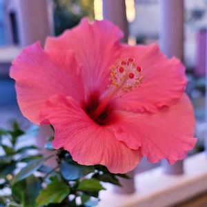 かわいいな♡,成長が楽しみ,お花好き,すてき…♡,自己流ガーデニングの画像