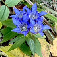 リンドウ,雪竜胆,山野草,自生,多年草の画像