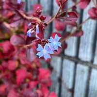 サルビア,ブータンルリマツリ,ブータンルリマツリの紅葉✨,ブータンルリマツリのお花✨,サルビアのお花✨の画像