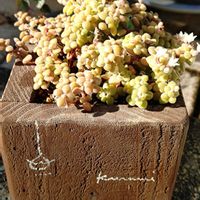 ブロウメアナ,ブロウメアナ,多肉植物,クラッスラ,花芽の画像