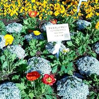 アイスランドポピーの画像