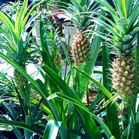 パイナップルの画像