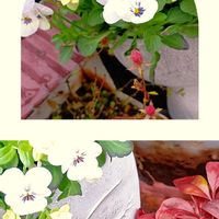 カランコエ,ミニバラ, ブロンズ姫,オタフク・ナンテン(オカメ・ナンテン),挿し穂からの画像