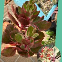 カランコエ,ビアホップ ,クラッスラ　ネモロサ,今日のお花,金曜日の蕾たちの画像