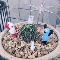 長寿梅,縮玉,多肉植物,苔玉,苔玉の画像