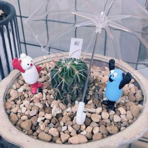 長寿梅,縮玉,多肉植物,苔玉,苔玉の画像