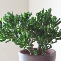 ゴーラム,多肉植物,クラッスラ属,花のある暮らし,わが家の観葉植物❢の画像