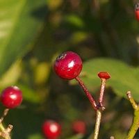 ノイバラ,樹木の画像