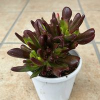 ゴーラム,多肉植物,多肉女子の画像