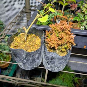 天山杉,八房イチョウ,盆栽,ミニ盆栽,盆栽苗木の画像