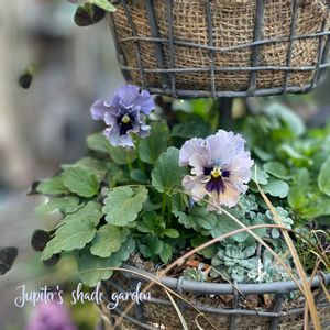 パンジー・ビオラ,レディ,ビオラ　レディ,寄せ植え,ナチュラルガーデンの画像