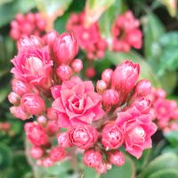 カランコエ,シクラメン,八重咲きカランコエ,カランコエの蕾,多肉植物の画像