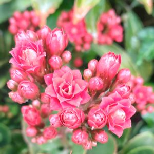 カランコエ,シクラメン,八重咲きカランコエ,カランコエの蕾,多肉植物の画像