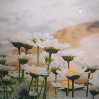 マトリカリアの画像