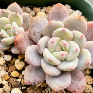 エケベリア紅モンロー,多肉植物,エケベリア属,多肉大好き,多肉中毒の画像