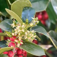 万両,クリスマスホーリー,西洋柊(クリスマスホーリー),クリスマスホーリーの花,綺麗な色♡の画像