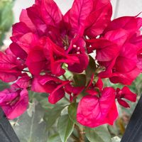 皇帝ダリア,バラ,ブーゲンビリアの画像