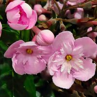 クリスマスローズ,ルクリア,ルクリア,白檀,白檀の画像