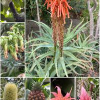 パイナップル,キダチアロエ,バンクシア,カカオの実,クラッスラの画像