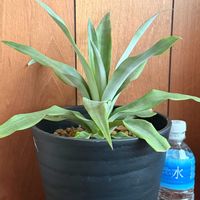 パイナップルの画像