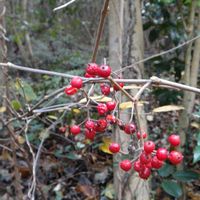 ガマズミ,樹木の画像