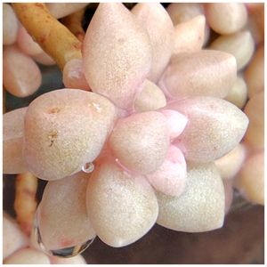 姫秋麗,野ざらし雨ざらし,野ざらし,姫秋麗　たなばたの画像