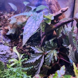 ベゴニア,ホンコンシュスラン,マダライモリ,ベゴニア アンフィオクサス,ベゴニア ホワイトアイスの画像