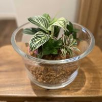 コルジリネ,万両〈紅孔雀〉,フィロデンドロン・バーキン,ツルコウジ,寄せ植えの画像