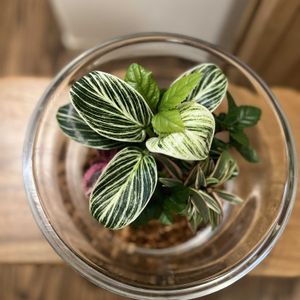 コルジリネ,万両〈紅孔雀〉,フィロデンドロン・バーキン,ツルコウジ,寄せ植えの画像