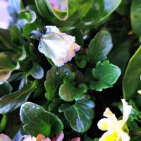 植木鉢,金曜日の蕾たち,パンビオ大好き,煌めきの金曜日,一般ジーの会♪の画像