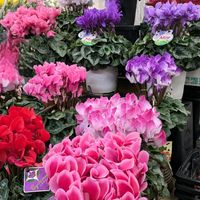 シクラメン,スイセン,ドウダンツツジ,プリムラ　ジュリアン,白い月♪の画像