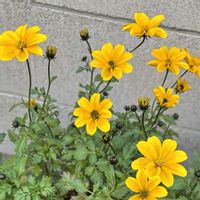 ビデンス,金魚草,庭の画像