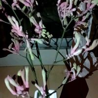 カンガルーポー,カンガルーポー,花のある暮らし,部屋,小さな庭の画像