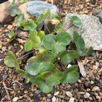 雪割草,スマホ,ミラーレス一眼マクロ,小さな庭の画像