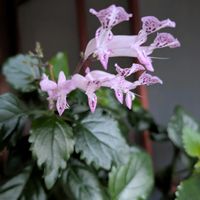 シクラメン,シクラメン,ジンチョウゲ,ジンチョウゲ,フランネルフラワーの画像