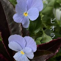 ルリタマアザミ,美しい花,私のお気に入り,可愛い花,素敵な花の画像